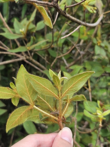 Rhododendron oldhamii, photograph 4