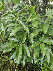 Quercus salicina