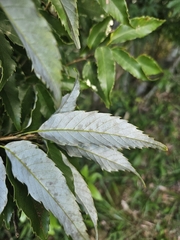 Quercus salicina, photograph (c) Yu-Chang Chen, some rights reserved (CC BY)