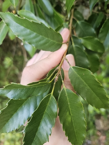 Quercus salicina, photograph 3