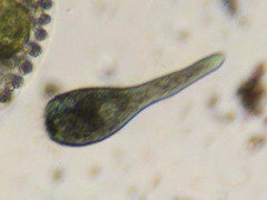 Stentor multiformis