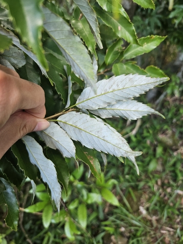 Quercus salicina, photograph 4
