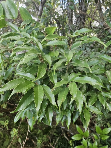 Quercus salicina, photograph 5
