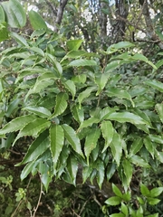 Quercus salicina, photograph (c) Yu-Chang Chen, some rights reserved (CC BY)