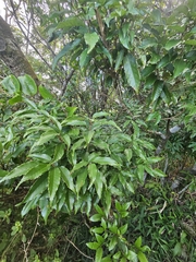 Quercus salicina, photograph (c) Yu-Chang Chen, some rights reserved (CC BY)
