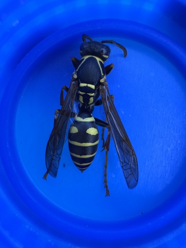 Polistes riparius