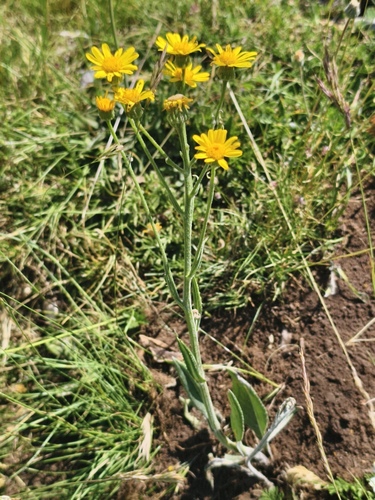 Senecio doronicum, photograph 5