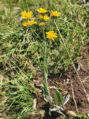 Senecio doronicum, photograph (c) fmunoz, some rights reserved (CC BY)