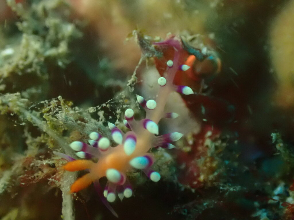 Desirable Flabellina
