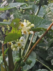 (c) Yu-Chang Chen, some rights reserved (CC BY) Begonia longifolia, photograph (c) Yu-Chang Chen, some rights reserved (CC BY)