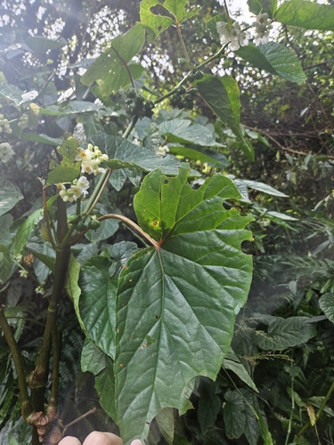 Begonia longifolia, photograph 3