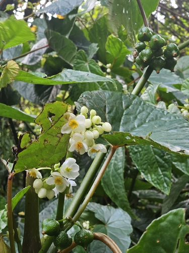 Begonia longifolia, photograph 4