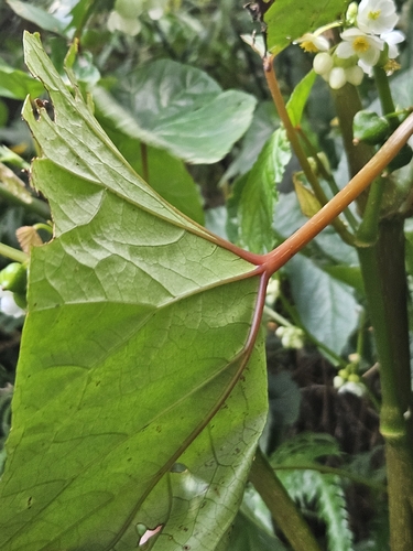 Begonia longifolia, photograph 5