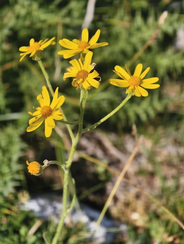 Senecio doronicum, photograph 4