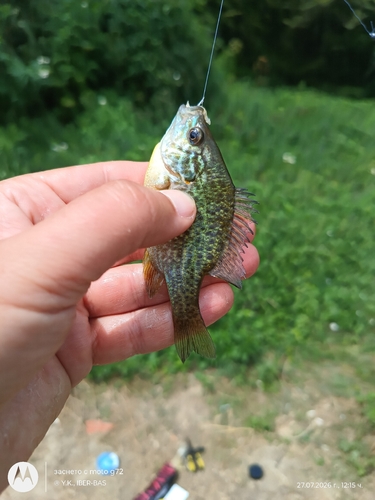 Pumpkinseed