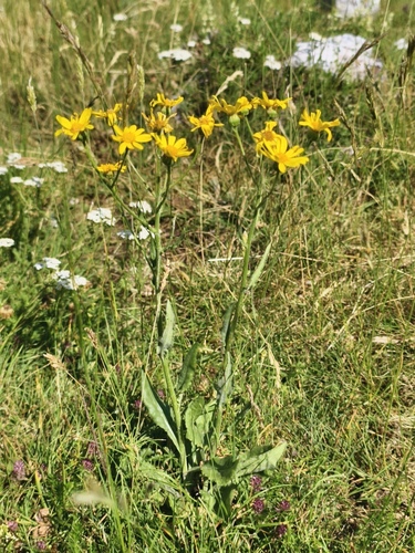 Senecio doronicum, photograph 6