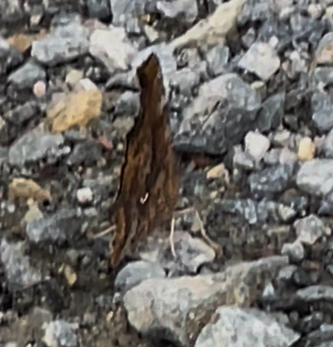 European Comma