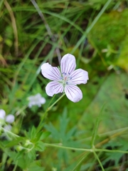 Geranium dahuricum, photograph (c) Святослав Власенко, some rights reserved (CC BY)