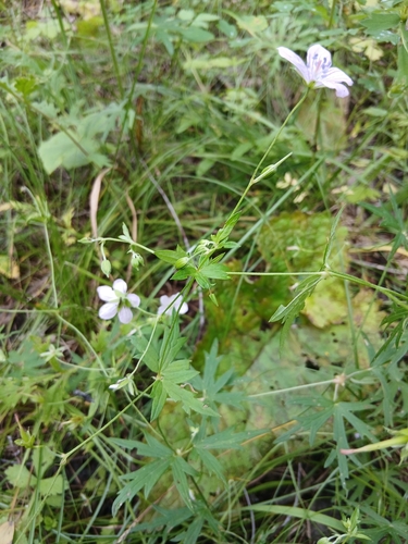 Geranium dahuricum, photograph 6