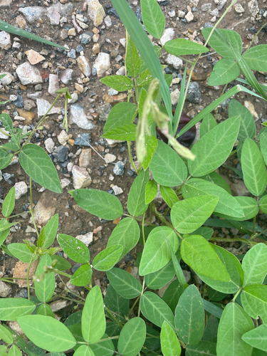 Soybean