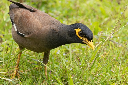 Common Myna (Common)