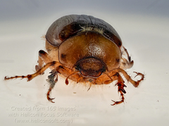 Rhizotrogus aestivus