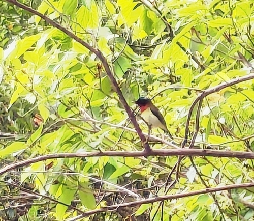 Fork-tailed Sunbird