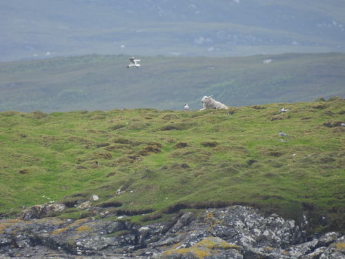 iNaturalist image