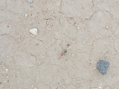 Cataglyphis adenensis