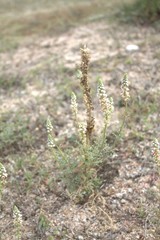 Reseda hookeri