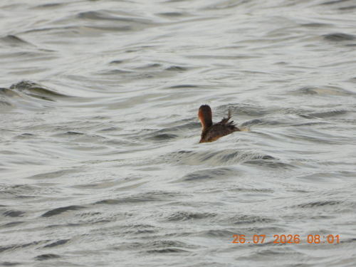 iNaturalist image