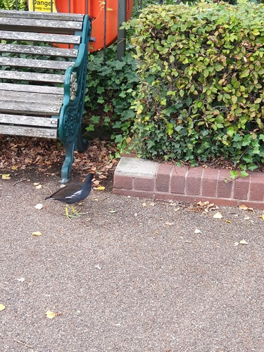 iNaturalist image