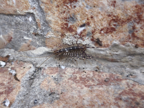 House Centipede