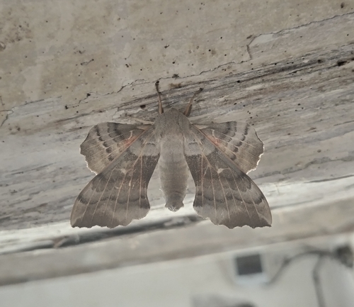 Poplar Hawkmoth