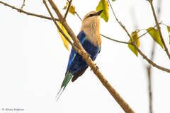 Coracias cyanogaster