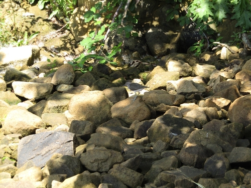 iNaturalist image