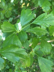Crataegus × cogswellii
