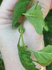 Crataegus × cogswellii