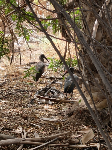 iNaturalist image
