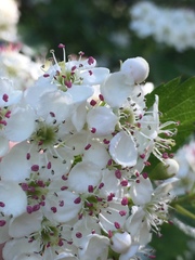 Crataegus × cogswellii
