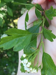 Crataegus × cogswellii