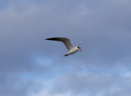 iNaturalist image