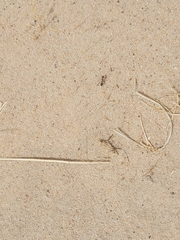 Cataglyphis adenensis