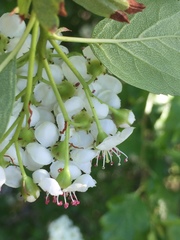 Crataegus × cogswellii