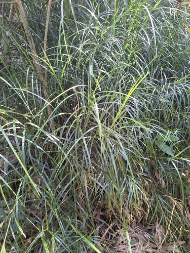 Exocarya sclerioides, 2026-07-15