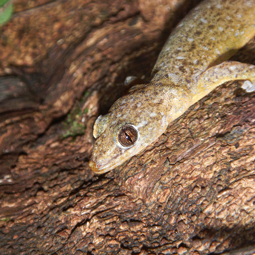 Gehyra mutilata observed 2026-07-26