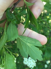 Crataegus × cogswellii