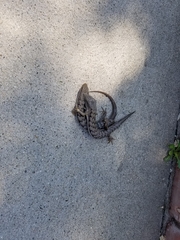 Elgaria multicarinata