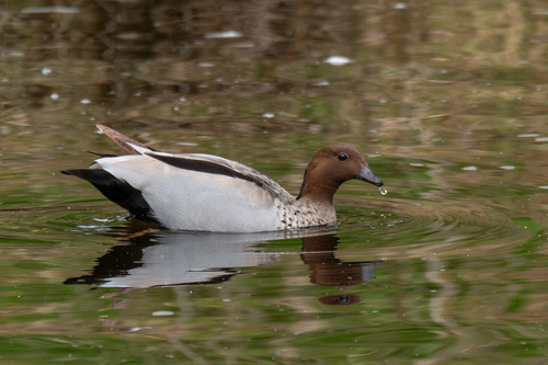 Australian Wood Duck