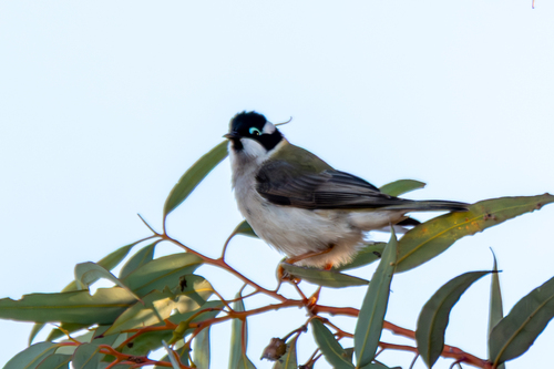 Black-chinned Honeyeater